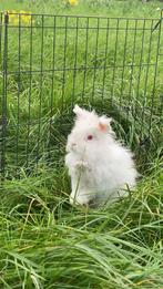 Wit albino mannelijk dwerkonijn, Animaux & Accessoires, Juin, Mâle, Autres types