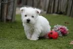 West Highland white terriër pups met stamboom, Dieren en Toebehoren, België, Overige rassen, CDV (hondenziekte), 8 tot 15 weken