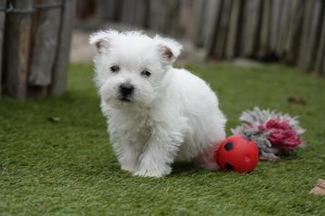 West Highland white terriër pups met stamboom beschikbaar voor biedingen