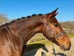 6 jarige ruin (Expression x Oscar), Dieren en Toebehoren, Paarden, Ruin, Dressuurpaard