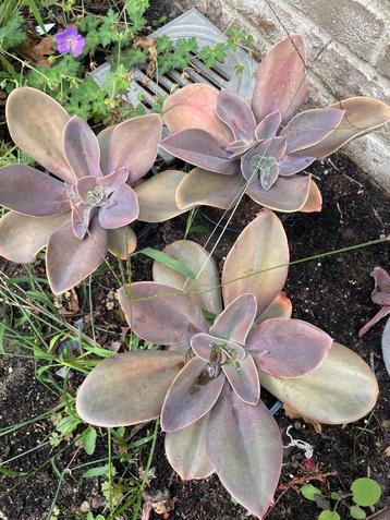 Echeveria gibbiflora metallica  beschikbaar voor biedingen