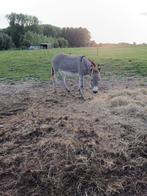 Ezel, Dieren en Toebehoren, Paarden, Merrie, Gechipt
