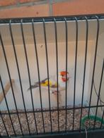 Putters/distelvinken, Dieren en Toebehoren, Vogels | Overige Vogels