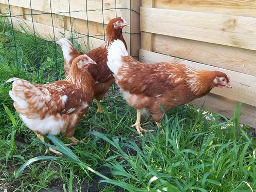 Legkippen jonge bruine lohmann hennen beschikbaar, Dieren en Toebehoren, Pluimvee, Kip, Vrouwelijk