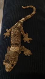 Chahoua white collar 0.0.4, Dieren en Toebehoren