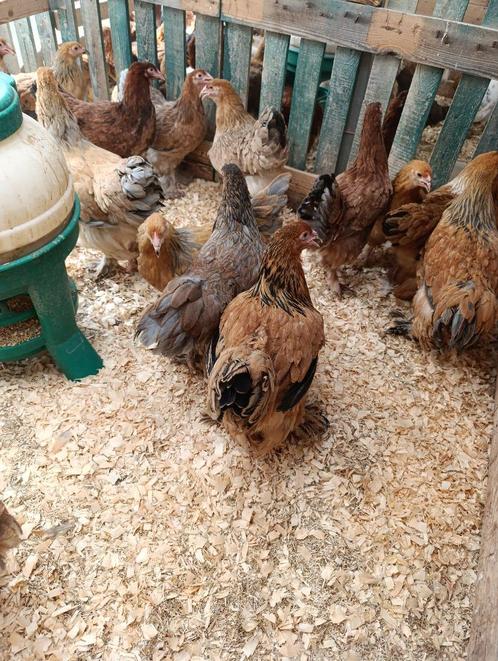 brahma 6 maand / koningin der kippen 4+1 GRATIS, Dieren en Toebehoren, Pluimvee, Kip, Vrouwelijk