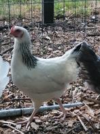 sussex legkippen, Dieren en Toebehoren