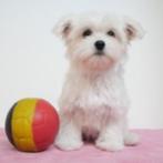 Maltezer - puppy's te koop (Belgisch), Dieren en Toebehoren, Honden | Chihuahua's en Gezelschapshonden, CDV (hondenziekte), Meerdere