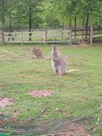 Wallaby mannelijk en vrouwelijk, Dieren en Toebehoren, Meerdere dieren