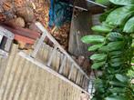 Brandhout te koop, Tuin en Terras, Brandhout, 3 tot 6 m³, Ophalen, Overige houtsoorten, Blokken
