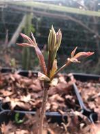 Herfstkastanje (Aesculus parviflora), Vaste plant, Halfschaduw, Zomer, Ophalen