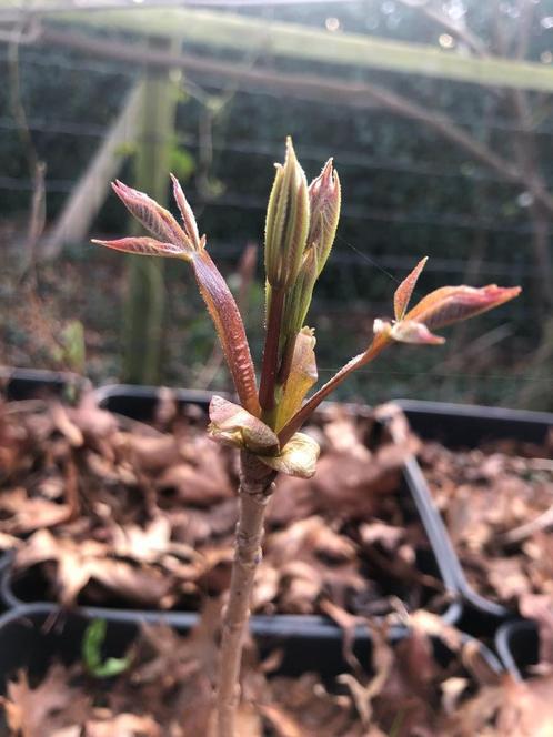 Herfstkastanje (Aesculus parviflora), Tuin en Terras, Planten | Tuinplanten, Vaste plant, Overige soorten, Halfschaduw, Zomer