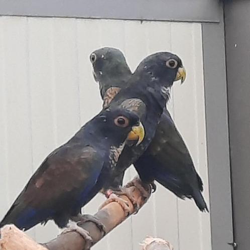 Pionus Bronsvleugel-papegaai., Dieren en Toebehoren, Vogels | Parkieten en Papegaaien, Papegaai, Geringd