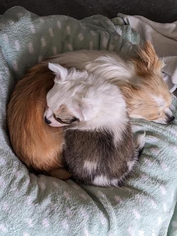 Chihuahua pup beschikbaar voor biedingen