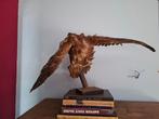 Genaturaliseerde buizerd, Ophalen