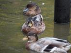 Eenden Hollandse kwaker, Dieren en Toebehoren, Meerdere dieren, Eend