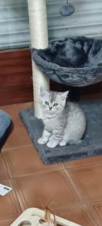 Britse korthaar  poesje en kater, Plusieurs animaux, Vermifugé, 0 à 2 ans