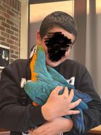 HANDTAMME BLAUW GELE ARA’S, Dieren en Toebehoren, Vogels | Parkieten en Papegaaien, Meerdere dieren, Papegaai, Geringd