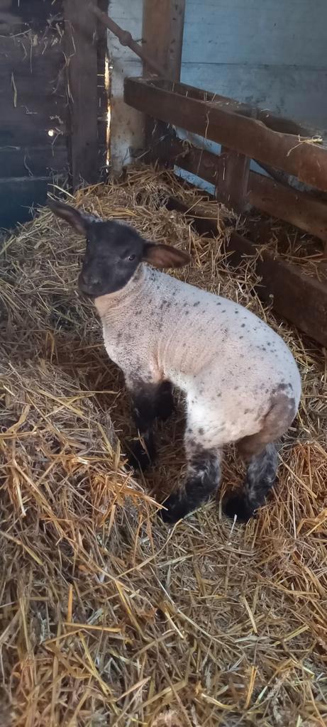 2 fles ramlammen, Dieren en Toebehoren, Schapen, Geiten en Varkens