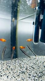 Aquarium + toebehoren, Dieren en Toebehoren, Vissen | Aquariumvissen