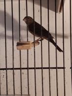 Mexicaanse Roodmus, Dieren en Toebehoren, Vogels | Kanaries, Vrouwelijk