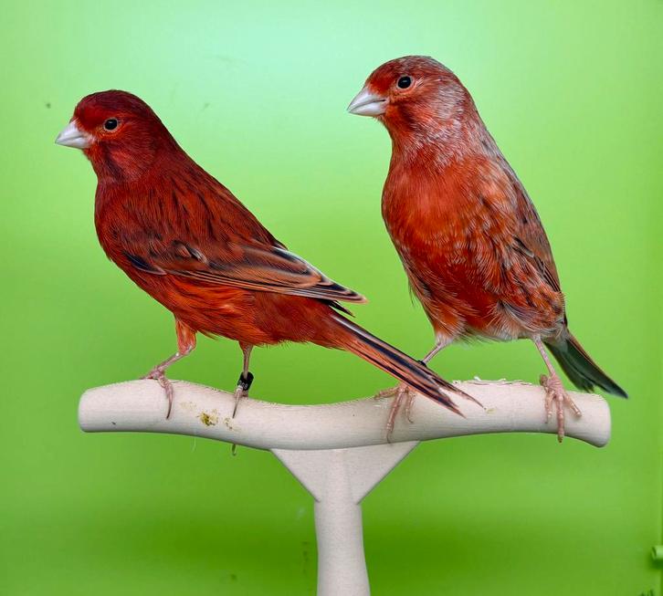 2 koppels, Dieren en Toebehoren, Vogels | Kanaries, Kleurkanarie, Meerdere dieren