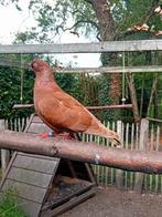 Duivin Portugese tuimelaar, Dieren en Toebehoren
