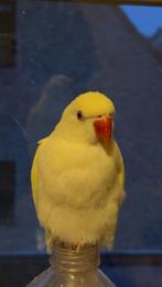 Halsbandparkieten, Dieren en Toebehoren, Vogels | Parkieten en Papegaaien