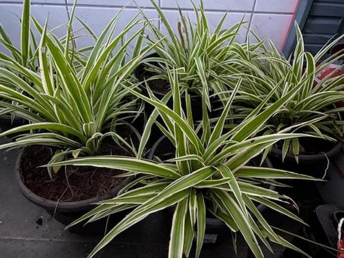 Graslelie planten in plastieken pot., Huis en Inrichting, Kamerplanten, In pot, Ophalen