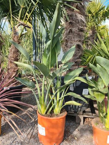 Strelitzia Reginae - Paradijsvogelbloem  beschikbaar voor biedingen