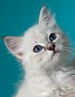 Neva Masquerade kittens (Hypoallergeen), Meerdere dieren, Gechipt, 0 tot 2 jaar