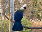 Magnifique couple de Touraco a huppe blanche, Animaux & Accessoires, Plusieurs animaux, Oiseau tropical, Bagué