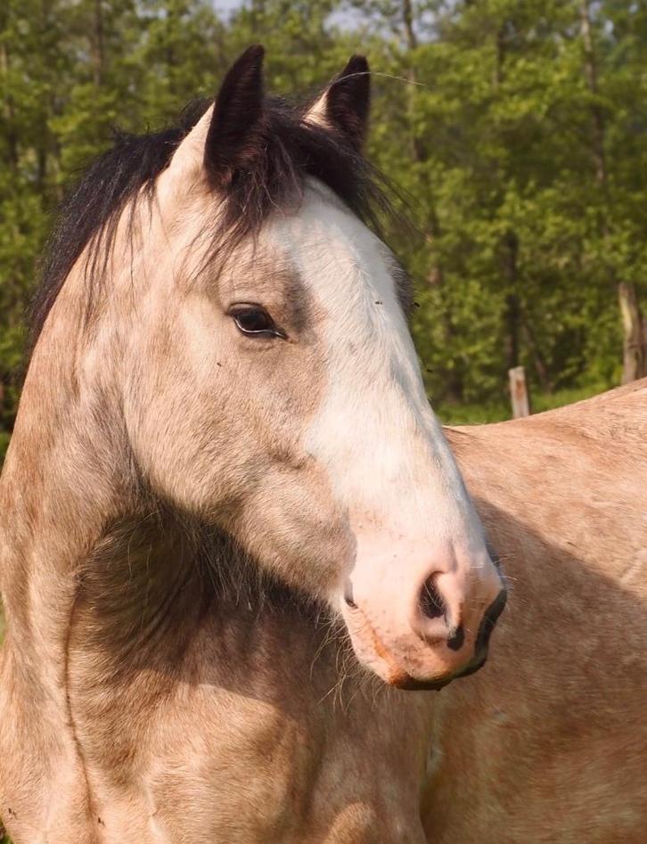 Irish cob ruin te koop, Dieren en Toebehoren, Paarden, Ruin, Zadelmak, Minder dan 160 cm, 3 tot 6 jaar, Recreatiepaard, Met stamboom