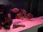 Piranha à ventre rouge, Animaux & Accessoires, Poissons | Poissons d'aquarium