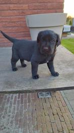labrador reu particulier, België, Particulier, Reu, 8 tot 15 weken