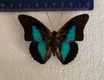 Prepona laertis, VLINDERS uit Peru, Ophalen of Verzenden, Zo goed als nieuw
