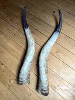Longhorn hoorns, Collections, Collections Animaux, Comme neuf, Autres types, Autres, Enlèvement