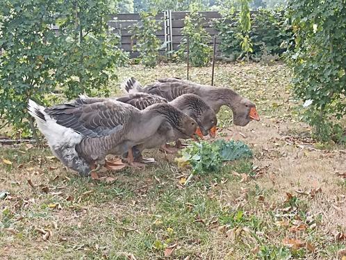 Toulouse ganzen, Dieren en Toebehoren, Pluimvee