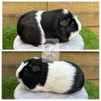 Engels gekruind zwartbont cavia zeugje, Dieren en Toebehoren, Knaagdieren, December, Cavia, Tam