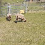 Ram maasduinen, Mannelijk, Schaap, 0 tot 2 jaar