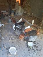 27 legkippen, 15 eu kip., Dieren en Toebehoren, Ophalen