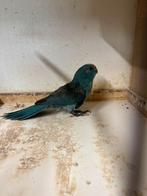 WEGGEVLOGEN KAKARIKI BLAUW ROOSENDAAL, Dieren en Toebehoren, Mannelijk, Parkiet, Geringd