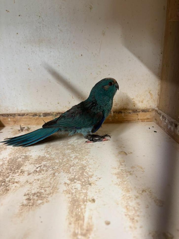 WEGGEVLOGEN KAKARIKI BLAUW ROOSENDAAL, Dieren en Toebehoren, Vogels | Parkieten en Papegaaien, Parkiet, Mannelijk, Geringd