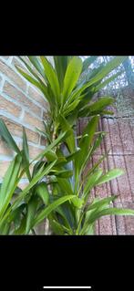 Grande Plante d’intérieur, Ophalen
