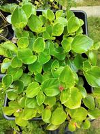 Tuinbegonia gemengd in trays naar keuze. Koopje!, Tuin en Terras, Ophalen, Halfschaduw