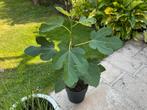 Vijgenboom, Tuin en Terras, Planten | Bomen, Ophalen