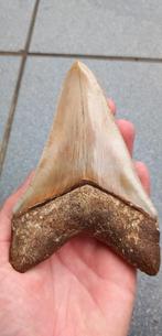 Top Megalodon haaientand fossiel uit Indonesie, Verzamelen, Ophalen of Verzenden, Fossiel