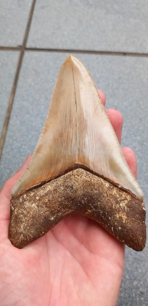 Top Megalodon haaientand fossiel uit Indonesie, Verzamelen, Mineralen en Fossielen, Fossiel, Ophalen of Verzenden