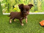 MINI Chihuahua puppy's - Langharig, Dieren en Toebehoren, CDV (hondenziekte), Meerdere, 8 tot 15 weken, Meerdere dieren