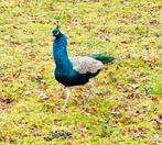 À vendre : 2 paons bleus, Dieren en Toebehoren, Pluimvee, Mannelijk, Overige soorten